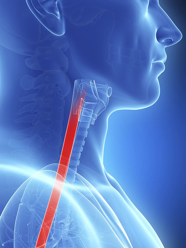 Illustrated side profile of neck and throat