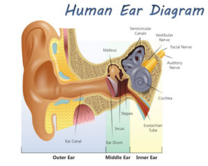 How Do You Hear?