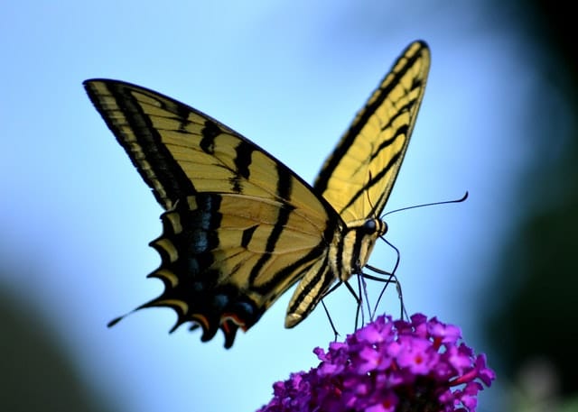 butterfly landing on a flower